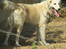 DAIL, Hund, Herdenschutzhund-Mix in Griechenland - Bild 28