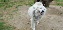 DAIL, Hund, Herdenschutzhund-Mix in Griechenland - Bild 29