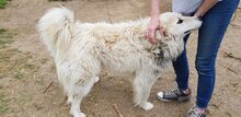 DAIL, Hund, Herdenschutzhund-Mix in Griechenland - Bild 30