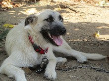 LILLI, Hund, Mischlingshund in Herten - Bild 8