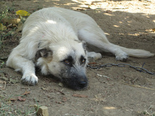 LILLI, Hund, Mischlingshund in Herten - Bild 9