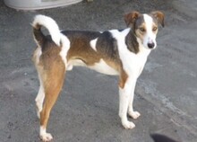 PLUTO, Hund, Mischlingshund in Spanien - Bild 1
