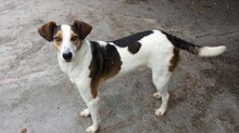 PLUTO, Hund, Mischlingshund in Spanien - Bild 2