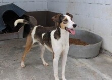 PLUTO, Hund, Mischlingshund in Spanien - Bild 3