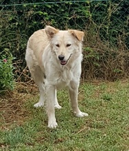 LEILA, Hund, Mischlingshund in Waldbrunn - Bild 1