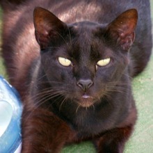 ODRY, Katze, Europäisch Kurzhaar in Spanien - Bild 1