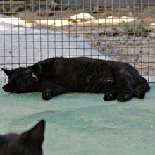 ODRY, Katze, Europäisch Kurzhaar in Spanien - Bild 10