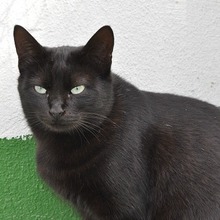 ODRY, Katze, Europäisch Kurzhaar in Spanien - Bild 3