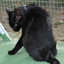 ODRY, Katze, Europäisch Kurzhaar in Spanien - Bild 6