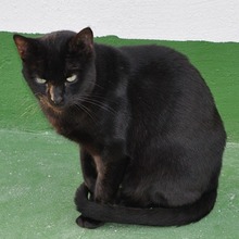 ODRY, Katze, Europäisch Kurzhaar in Spanien - Bild 7