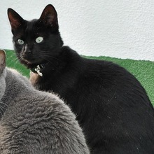 ODRY, Katze, Europäisch Kurzhaar in Spanien - Bild 8