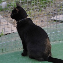 ODRY, Katze, Europäisch Kurzhaar in Spanien - Bild 9