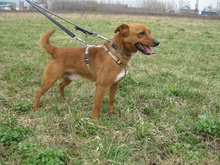 BANZAJ, Hund, Mischlingshund in Ungarn - Bild 2