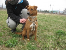 BANZAJ, Hund, Mischlingshund in Ungarn - Bild 3