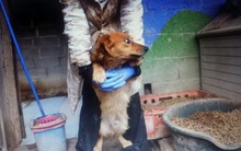 MITCHELL, Hund, Mischlingshund in Spanien - Bild 5