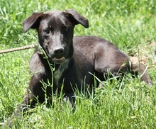 PRANCER, Hund, Mischlingshund in Ratingen - Bild 15