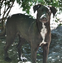 PRANCER, Hund, Mischlingshund in Ratingen - Bild 16