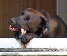 PRANCER, Hund, Mischlingshund in Ratingen - Bild 9