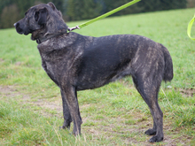 TEANA, Hund, Mischlingshund in Porta Westfalica - Bild 3