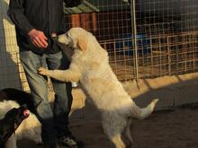 BEO, Hund, Herdenschutzhund-Mix in Italien - Bild 2