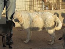 BEO, Hund, Herdenschutzhund-Mix in Italien - Bild 3