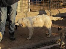 BEO, Hund, Herdenschutzhund-Mix in Italien - Bild 4