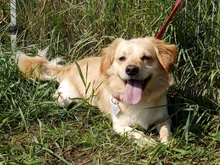 CZARUS, Hund, Mischlingshund in Polen - Bild 3