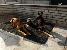 BELLE, Hund, Mischlingshund in Hanau - Bild 18