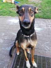 BELLE, Hund, Mischlingshund in Hanau - Bild 24