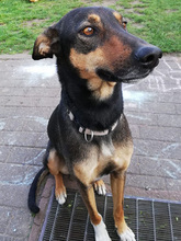 BELLE, Hund, Mischlingshund in Hanau - Bild 26