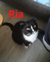 RIA, Katze, Europäisch Kurzhaar in Barsinghausen - Bild 1