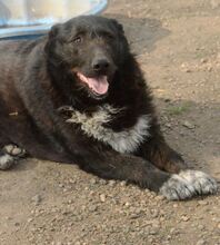 ANTON, Hund, Mischlingshund in Rumänien - Bild 13