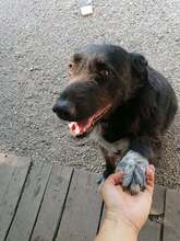 ANTON, Hund, Mischlingshund in Rumänien - Bild 14