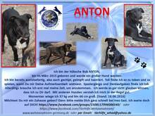 ANTON, Hund, Mischlingshund in Rumänien - Bild 3