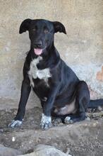 ANTON, Hund, Mischlingshund in Rumänien - Bild 5