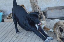 ANTON, Hund, Mischlingshund in Rumänien - Bild 7