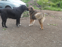 ANTON, Hund, Mischlingshund in Rumänien - Bild 8
