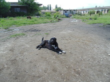 ANTON, Hund, Mischlingshund in Rumänien - Bild 9