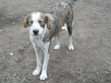 JUDY, Hund, Mischlingshund in Rumänien - Bild 2