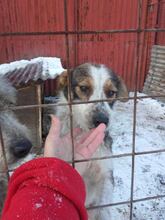 JUDY, Hund, Mischlingshund in Rumänien - Bild 3