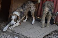 JUDY, Hund, Mischlingshund in Rumänien - Bild 4