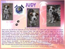 JUDY, Hund, Mischlingshund in Rumänien - Bild 5