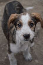 JUDY, Hund, Mischlingshund in Rumänien - Bild 6