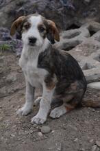 JUDY, Hund, Mischlingshund in Rumänien - Bild 7