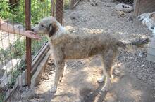REX, Hund, Mischlingshund in Rumänien - Bild 2