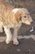 REX, Hund, Mischlingshund in Rumänien - Bild 3