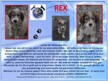 REX, Hund, Mischlingshund in Rumänien - Bild 4