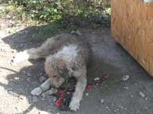 REX, Hund, Mischlingshund in Rumänien - Bild 9