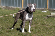 JOKER, Hund, American Staffordshire Terrier-Mix in Neuhausen - Bild 8