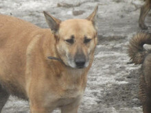 MAJA, Hund, Mischlingshund in Rumänien - Bild 10